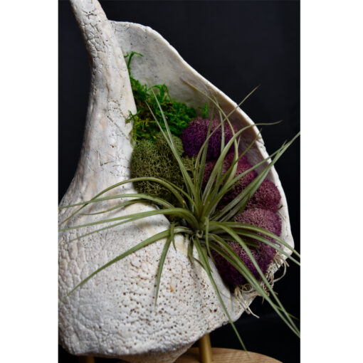 whelk conch shell and air plant living sculpture on maple base
