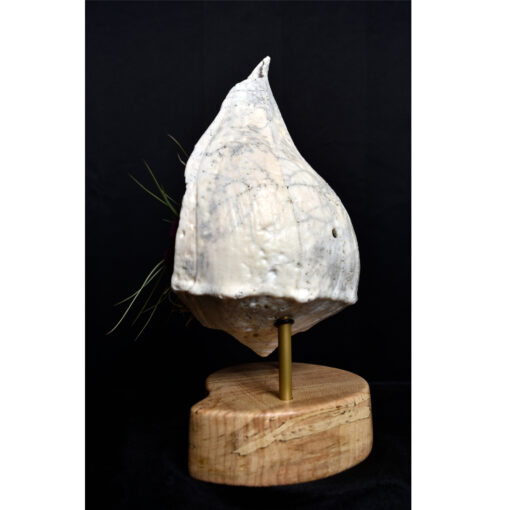 whelk conch shell and air plant living sculpture on maple base