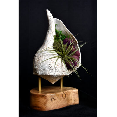 whelk conch shell and air plant living sculpture on maple base
