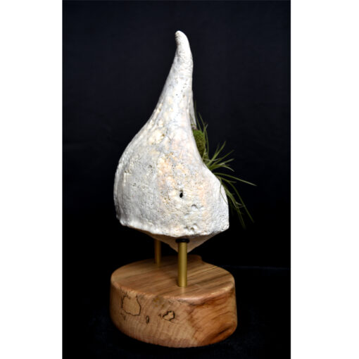 whelk conch shell and air plant living sculpture on maple base