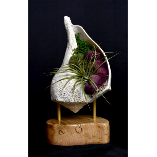 whelk conch shell and air plant living sculpture on maple base