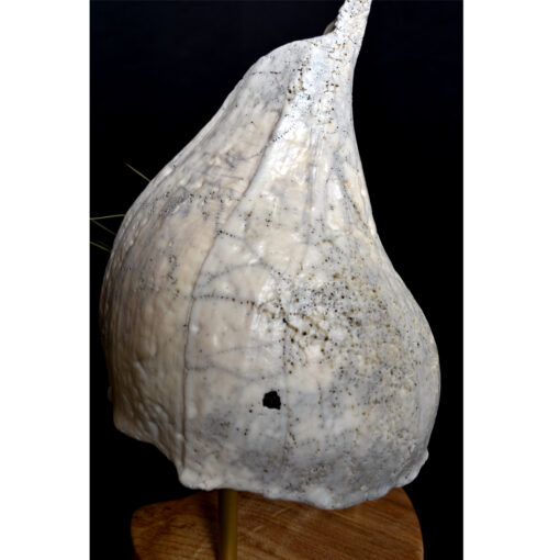 whelk conch shell and air plant living sculpture on maple base