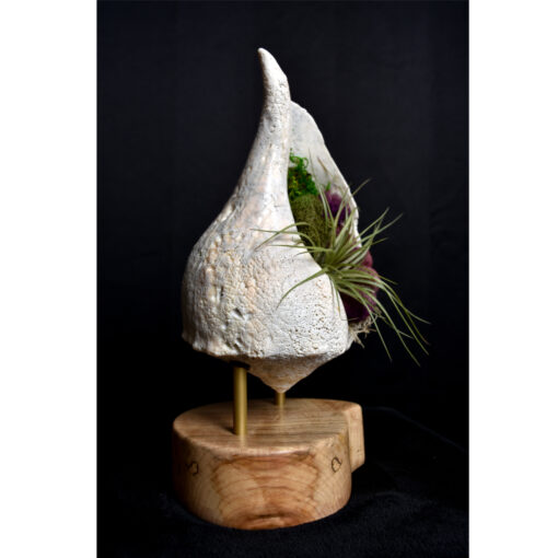 whelk conch shell and air plant living sculpture on maple base