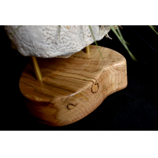 whelk conch shell and air plant living sculpture on maple base
