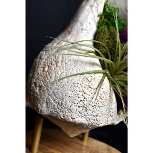 whelk conch shell and air plant living sculpture on maple base