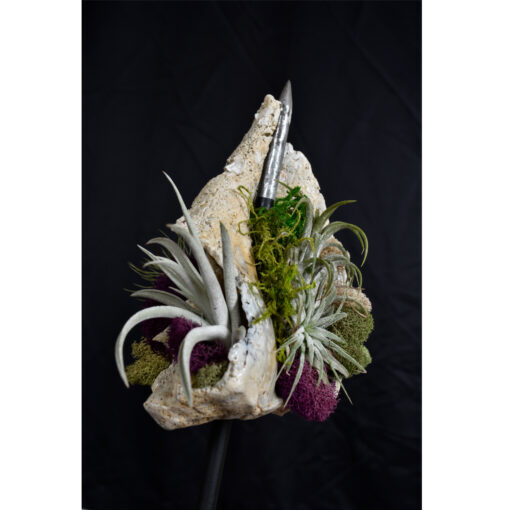 Whelk Conch Shell and Air Plant Living Sculpture