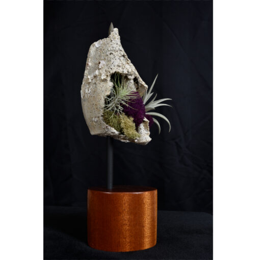 Whelk Conch Shell and Air Plant Living Sculpture