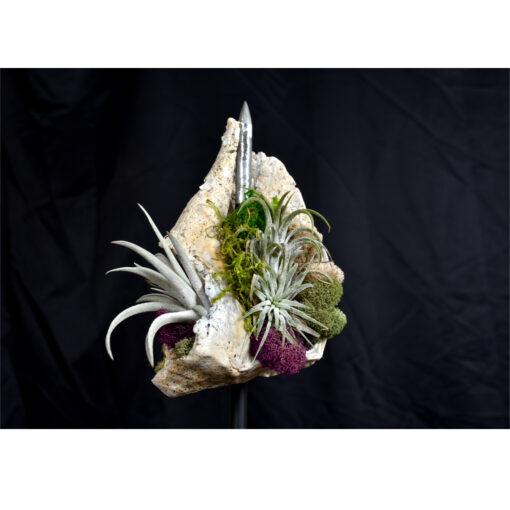 Whelk Conch Shell and Air Plant Living Sculpture