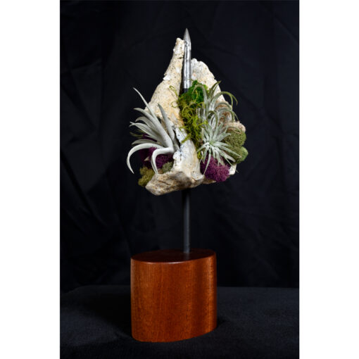 Whelk Conch Shell and Air Plant Living Sculpture