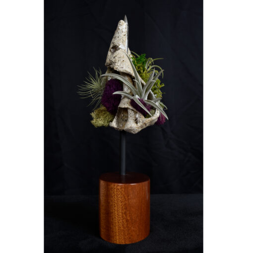 Whelk Conch Shell and Air Plant Living Sculpture