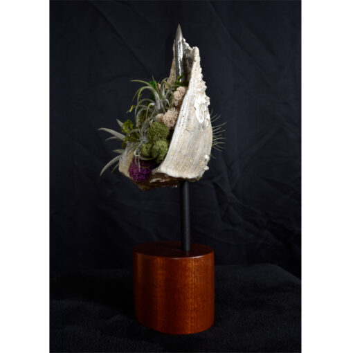 Whelk Conch Shell and Air Plant Living Sculpture