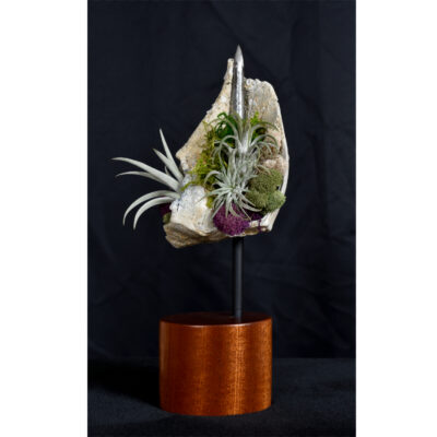 Whelk Conch Shell and Air Plant Living Sculpture