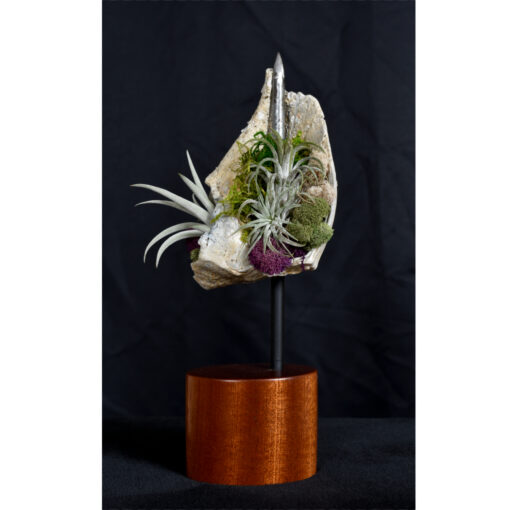 Whelk Conch Shell and Air Plant Living Sculpture