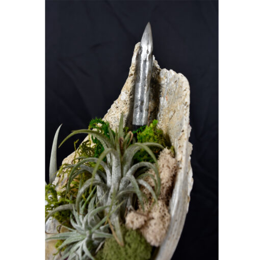 Whelk Conch Shell and Air Plant Living Sculpture