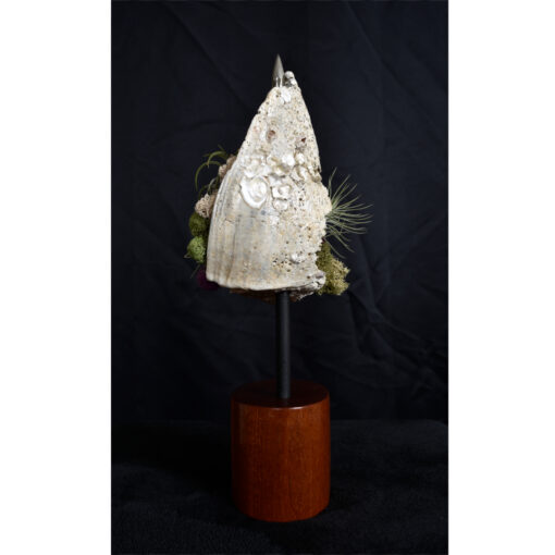 Whelk Conch Shell and Air Plant Living Sculpture